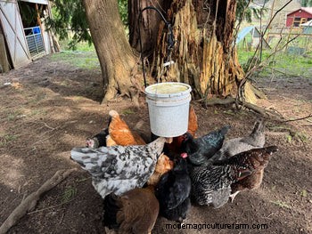 Rat-Proof Chicken Feeder: A DIY Guide for Secure Feeding