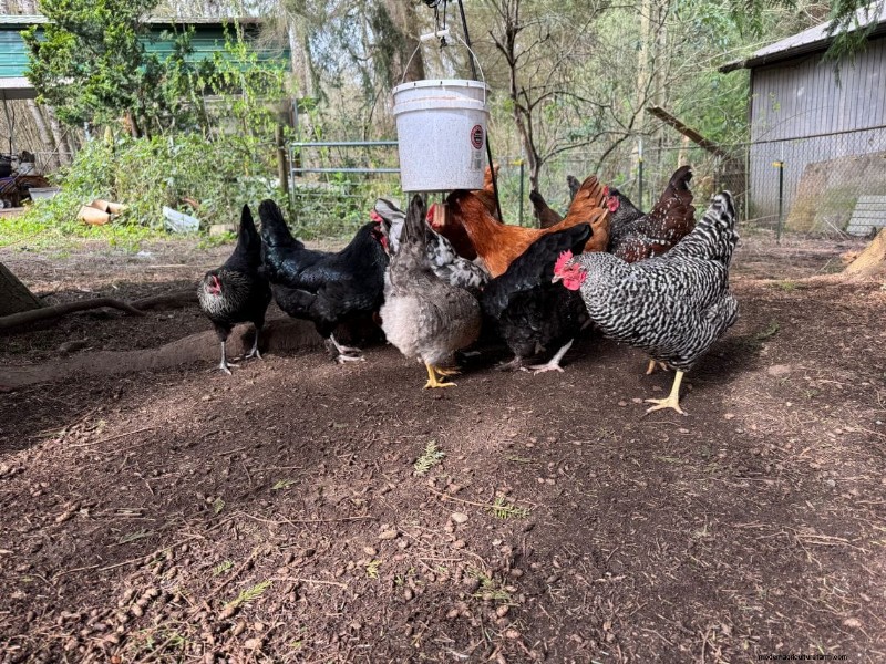 Rat-Proof Chicken Feeder: A DIY Guide for Secure Feeding