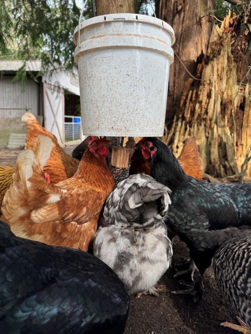 Rat-Proof Chicken Feeder: A DIY Guide for Secure Feeding