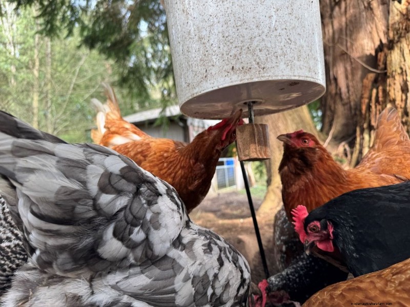 Rat-Proof Chicken Feeder: A DIY Guide for Secure Feeding