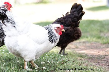 Salmonella in Chickens: Risks, Prevention & Symptoms