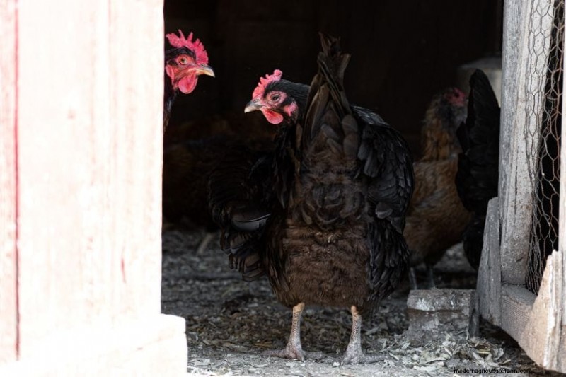 Salmonella in Chickens: Risks, Prevention & Symptoms