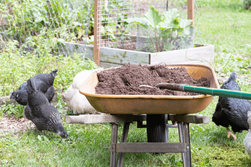 Salmonella in Chickens: Risks, Prevention & Symptoms