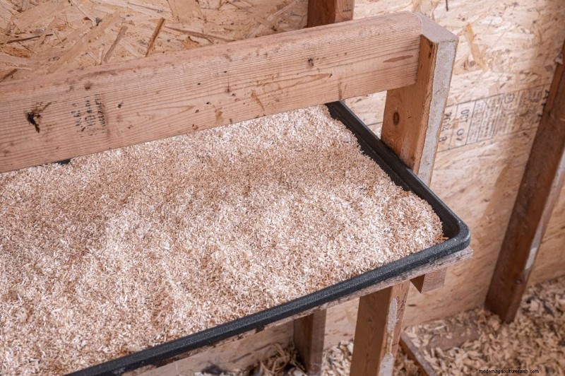 Salmonella in Chickens: Risks, Prevention & Symptoms