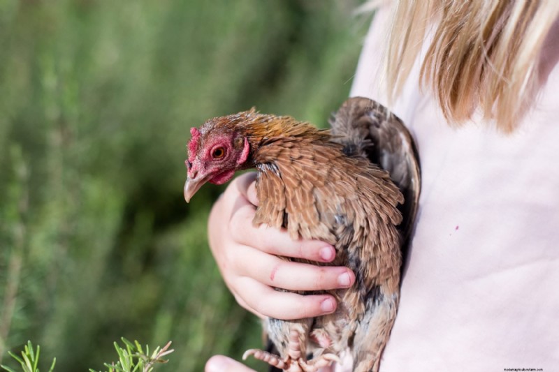 Salmonella in Chickens: Risks, Prevention & Symptoms