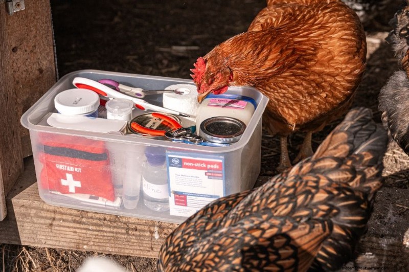 Comprehensive Chicken First Aid Kit: Essential Supplies for Flock Health