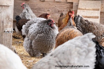 Protect Your Chickens: A Guide to Avian Flu Prevention