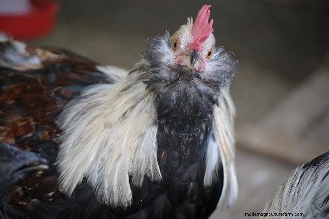 Protect Your Chickens: A Guide to Avian Flu Prevention