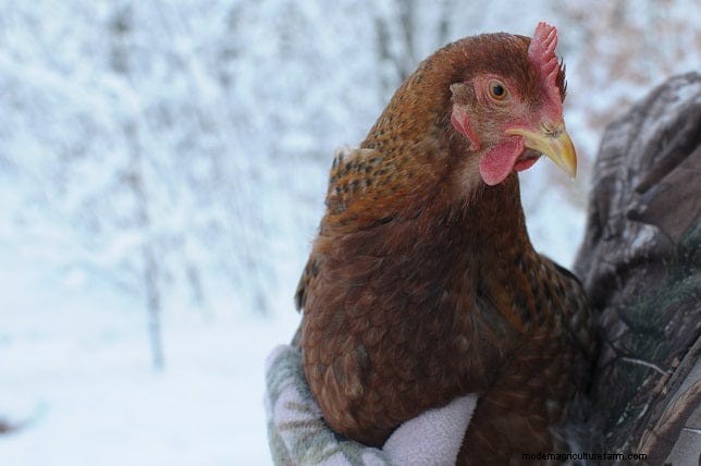 Protect Your Chickens: A Guide to Avian Flu Prevention