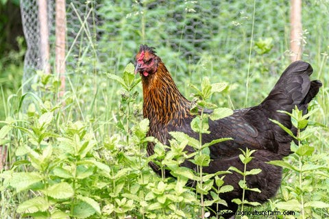 Chickens for Pest Control: A Guide to Backyard Gardening