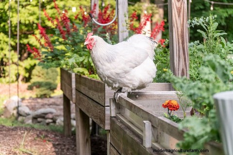 Chickens for Pest Control: A Guide to Backyard Gardening
