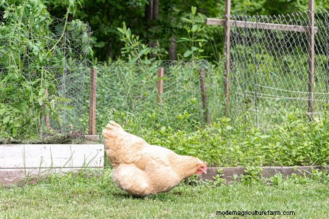 Chickens for Pest Control: A Guide to Backyard Gardening