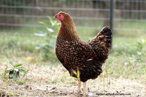Chickens for Pest Control: A Guide to Backyard Gardening