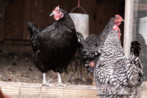 Chicken Care While You re Away: A Vacation Guide