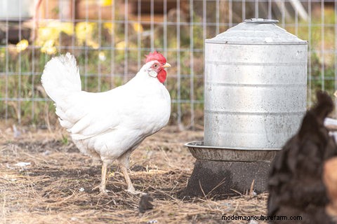 Chicken Care While You re Away: A Vacation Guide