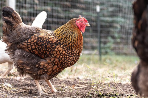 Chicken Care While You re Away: A Vacation Guide