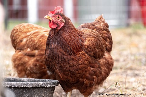 Chicken Care While You re Away: A Vacation Guide