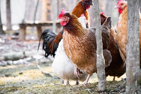 Feeding a Mixed Poultry Flock: A Comprehensive Guide