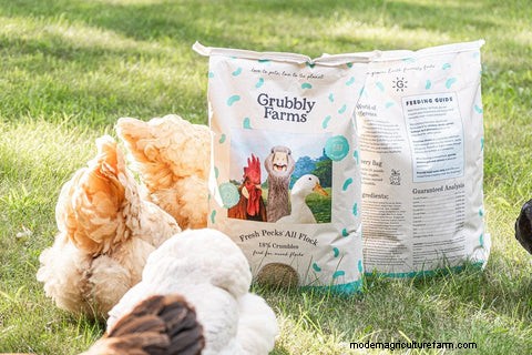 Feeding a Mixed Poultry Flock: A Comprehensive Guide