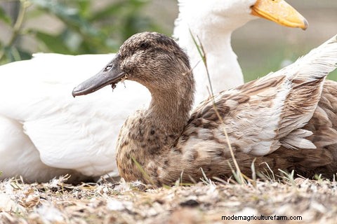 Feeding a Mixed Poultry Flock: A Comprehensive Guide