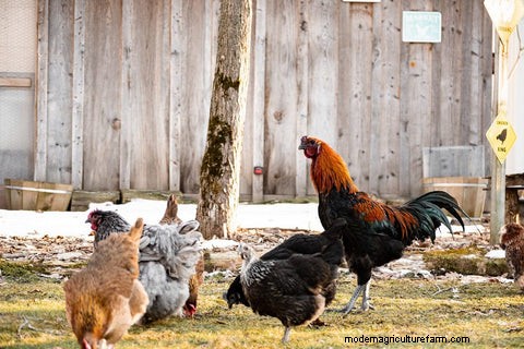 Feeding a Mixed Poultry Flock: A Comprehensive Guide