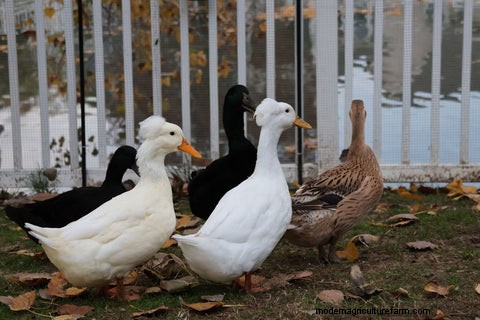 Feeding a Mixed Poultry Flock: A Comprehensive Guide