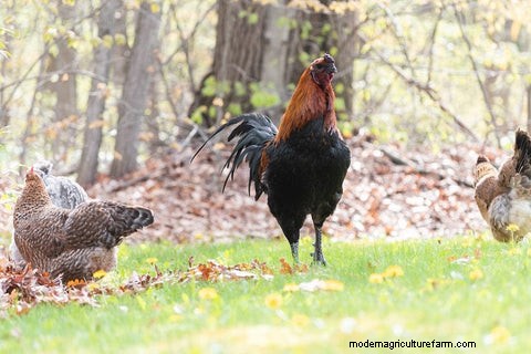 The Science of Rooster Crows: Understanding Their Purpose