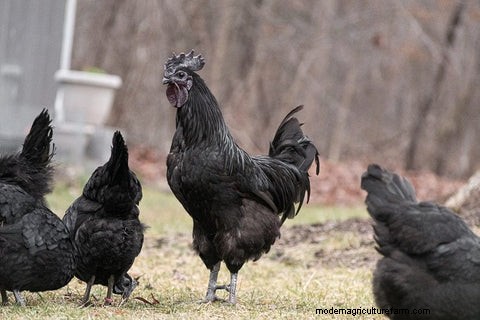 The Science of Rooster Crows: Understanding Their Purpose