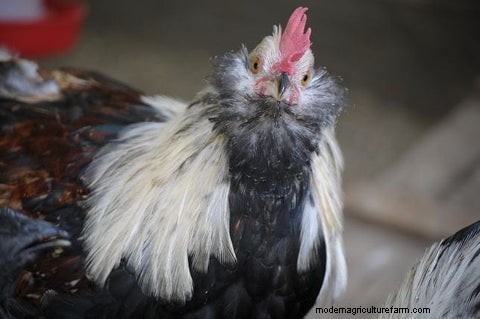 The Science of Rooster Crows: Understanding Their Purpose