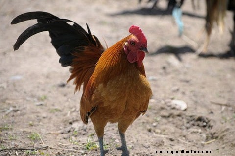 The Science of Rooster Crows: Understanding Their Purpose