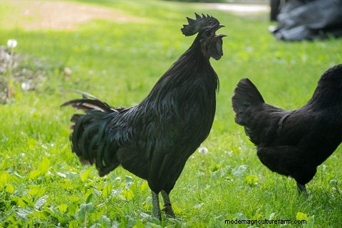 The Science of Rooster Crows: Understanding Their Purpose