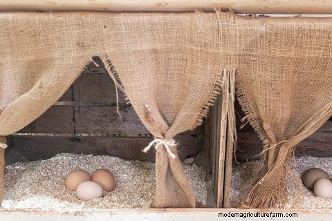 Hemp Bedding for Chickens: Healthier Coops & Happier Birds