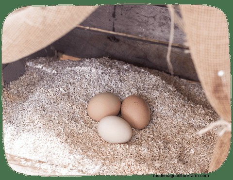 Hemp Bedding for Chickens: Healthier Coops & Happier Birds