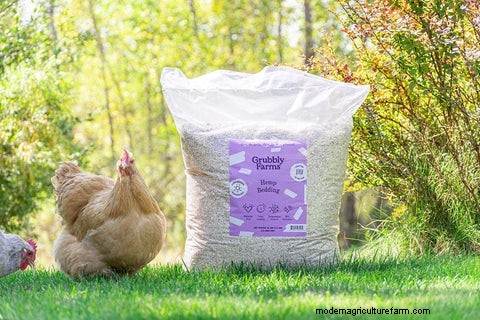 Hemp Bedding for Chickens: Healthier Coops & Happier Birds