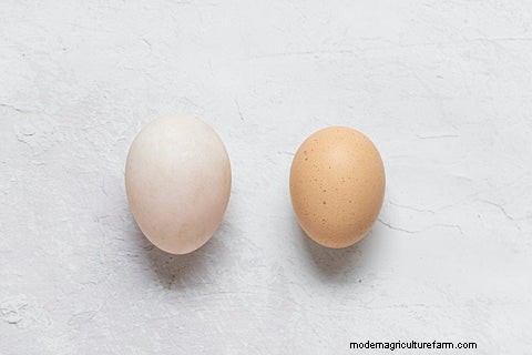 Chicken vs. Duck Eggs: Nutrition, Taste & Cooking Guide
