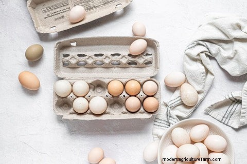Chicken vs. Duck Eggs: Nutrition, Taste & Cooking Guide