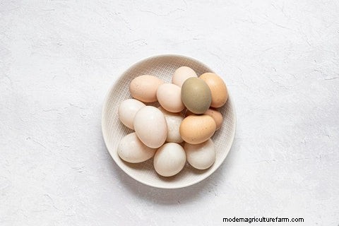 Chicken vs. Duck Eggs: Nutrition, Taste & Cooking Guide