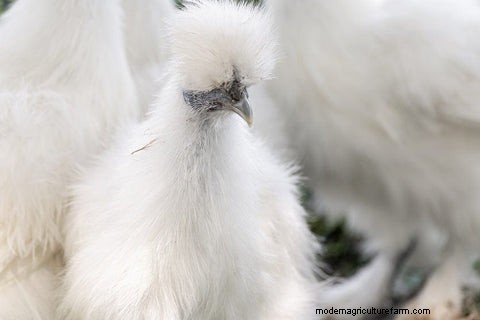 Silkie Chickens: A Comprehensive Guide for Owners