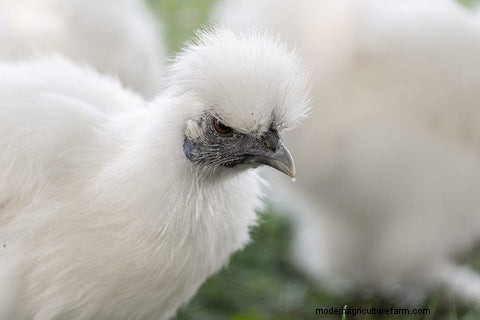 Silkie Chickens: A Comprehensive Guide for Owners