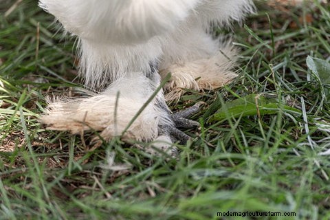 Silkie Chickens: A Comprehensive Guide for Owners