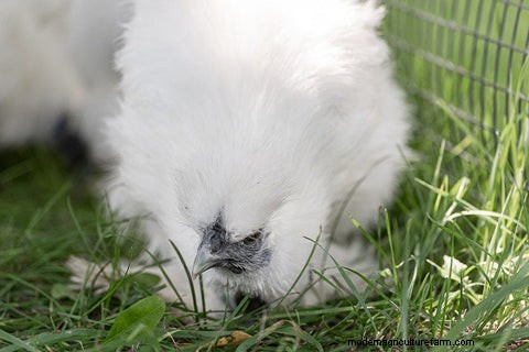Silkie Chickens: A Comprehensive Guide for Owners