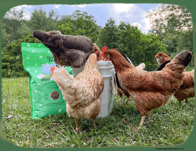 Silkie Chickens: A Comprehensive Guide for Owners