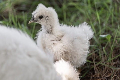 Silkie Chickens: A Comprehensive Guide for Owners