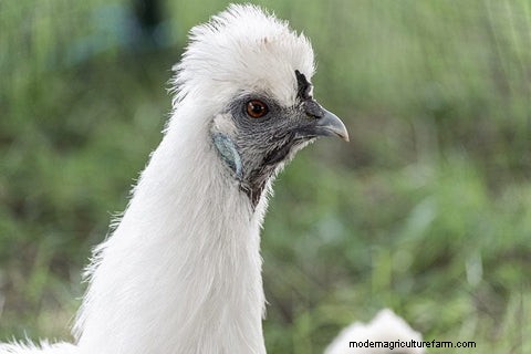 Silkie Chickens: A Comprehensive Guide for Owners