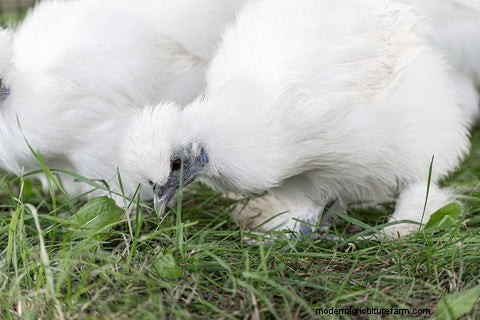 Silkie Chickens: A Comprehensive Guide for Owners