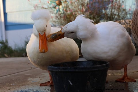 Duck Habitat & Housing: Creating a Safe & Comfortable Environment | Grubbly Farms