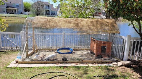 Duck Habitat & Housing: Creating a Safe & Comfortable Environment | Grubbly Farms