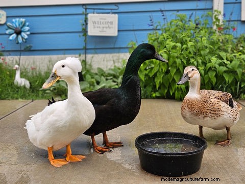 Duck Habitat & Housing: Creating a Safe & Comfortable Environment | Grubbly Farms