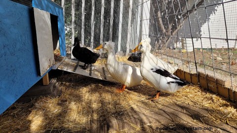 Duck Habitat & Housing: Creating a Safe & Comfortable Environment | Grubbly Farms