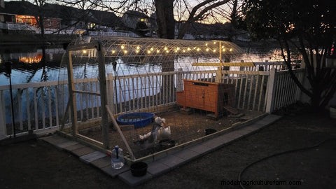 Duck Habitat & Housing: Creating a Safe & Comfortable Environment | Grubbly Farms